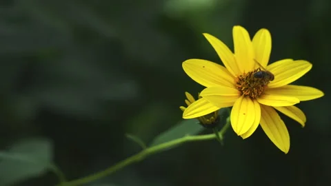 A single bee on a single yellow flower flying away Stock Footage