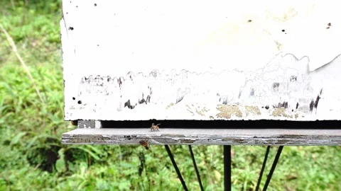 A single bee on a weathered wooden surface in front of a white peeling beehive Stock Footage 346396062