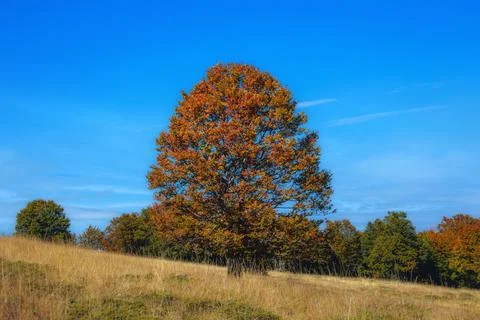 Single beech tree in meadow at autumn Stock-Fotos