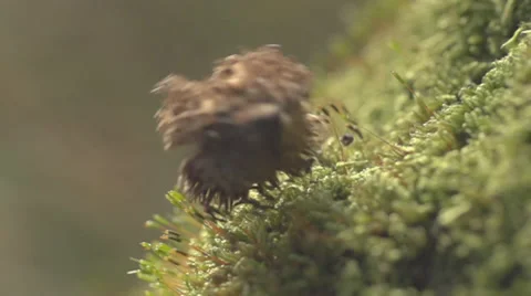 Single Beechnut Falling And Rolling On Moss High Speed Video stock 36653414