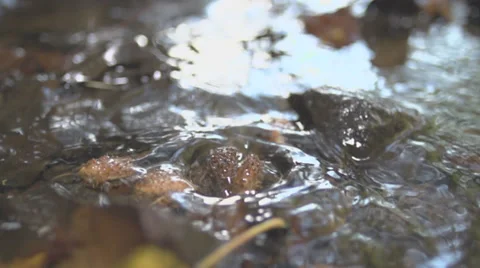 Single Beechnut Falling Into River Stock Footage 36664758