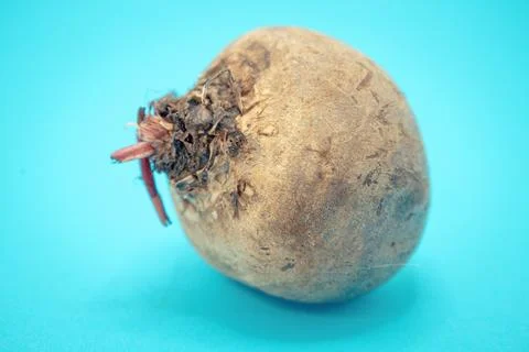 A single beet root with some dirt and sprouts, photographed against a bright  Stock Photos