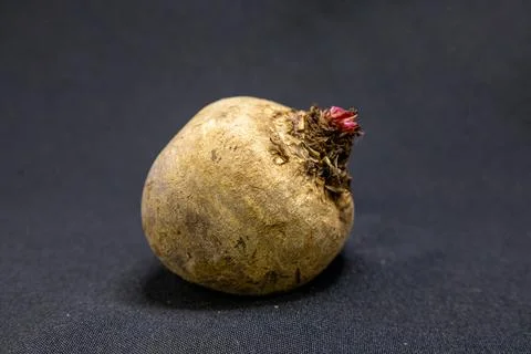 A single beet with a small pink sprout, indicating new growth and readiness f Stock Photos