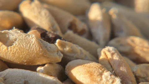 Single beetle infesting grain as metaphor for hidden threat , panning Vidéo 334617984