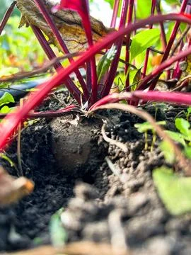 Single beetroot growing in the ground in a vegetable garden Stock Photos