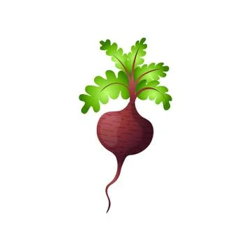 Single beetroot with haulm isolated on white background Stock Illustration