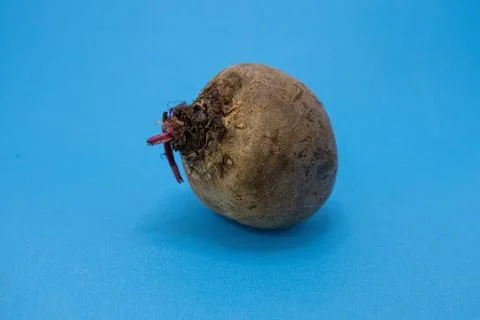 A single beetroot with small red sprouts emerging from its top, placed on a v Stock Photos