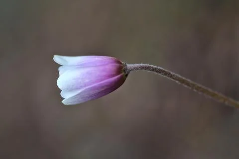 Single bell-shaped Pasque flower (Pulsatilla vulgaris) on brown background Stock Photos