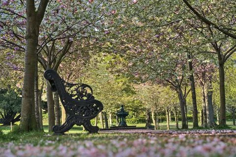 Single bench beside path and delicate pink cherry trees, Herbert Park, Dublin Stock Photos