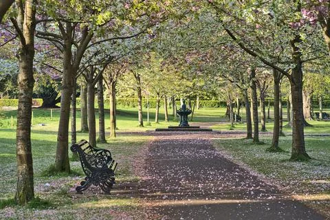 Single bench beside path and delicate pink cherry trees, Herbert Park, Dublin Stock Photos