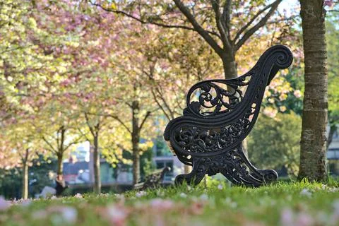 Single bench beside path and delicate pink cherry trees, Herbert Park, Dublin Stock Photos