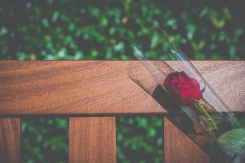 Single Bereavement Rose Foto stock