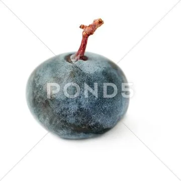 Single berry of Bilberry or blueberry over isolated white background Stock Photos