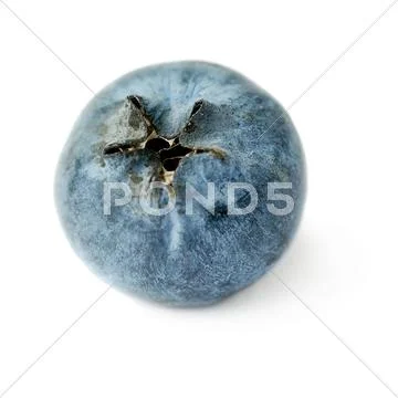 Single berry of Bilberry or blueberry over isolated white background Stock Photos