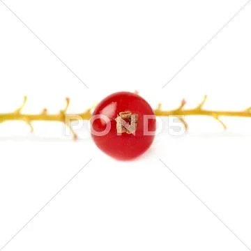 Single berry of Red Currant on branch isolated over white background Stock Photos