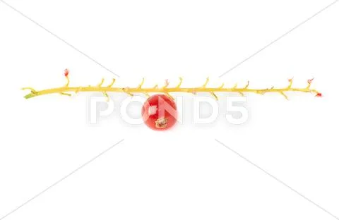 Single berry of Red Currant on branch isolated over white background Stock Photos