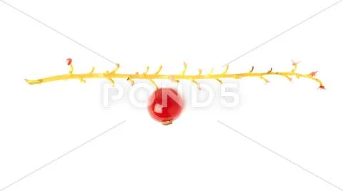 Single berry of Red Currant on branch isolated over white background Stock Photos