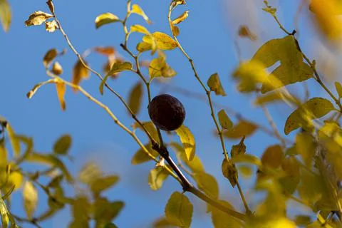 Single Berry on Tree Branch Stock Photos