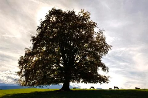 Single big beech tree in meadow Stock Photos