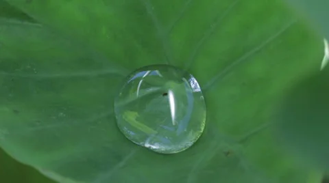 Single big dew on the leaf of taro jiggling in the breeze Stock Footage 67649745
