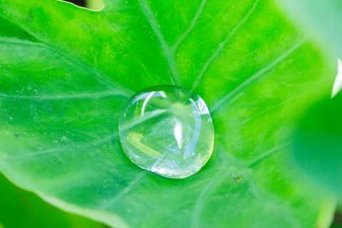 Single big dew on the leaf of taro Stock Photos