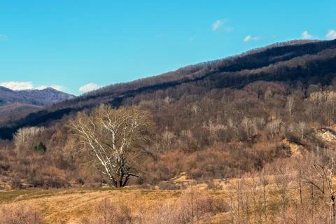 Single big giant tree surrounded by hills covered in forest - very early spri Stock Photos