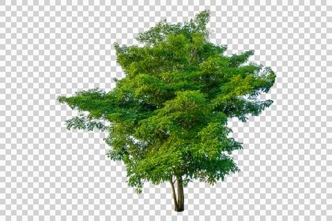 Single big green tree isolated on transparent background for architectural .. Stock Photos