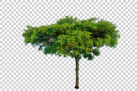 Single big green tree isolated on transparent background for architectural .. Fotos Stock