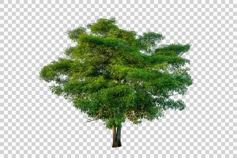 Single big green tree isolated on transparent background for architectural .. Stock Photos