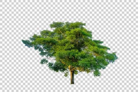 Single big green tree isolated on transparent background for architectural .. 库存照片