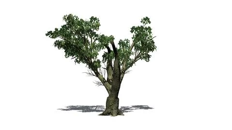 A single Big Leaf Maple Tree with shadow on the floor Illustrazione stock