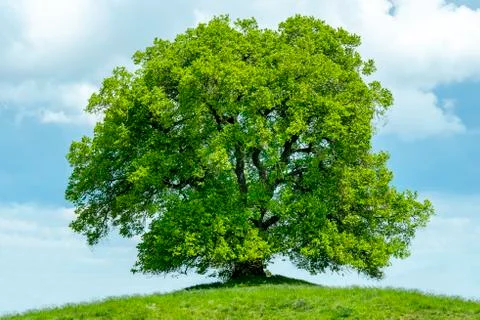 Single big linden tree Stock Photos