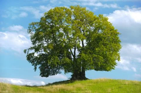Single big old beech tree Stock Photos