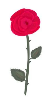 Single big red rose with leaves Stock Illustration