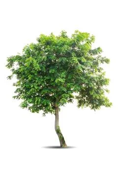 Single big tree isolated on white background Foto stock
