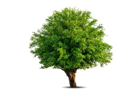 Single big tree isolated on white background Stock Photos