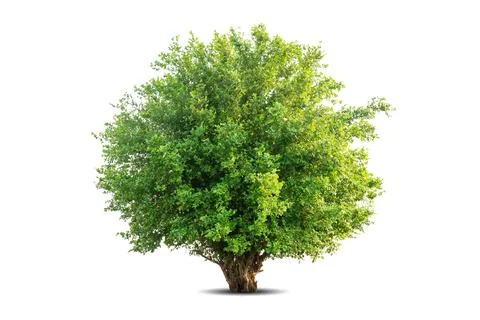 Single big tree isolated on white background Stock Photos