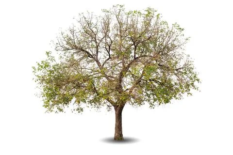 Single big tree isolated on white background Stock-Fotos