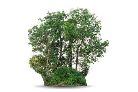 Single big tree isolated on white background Stock Photos