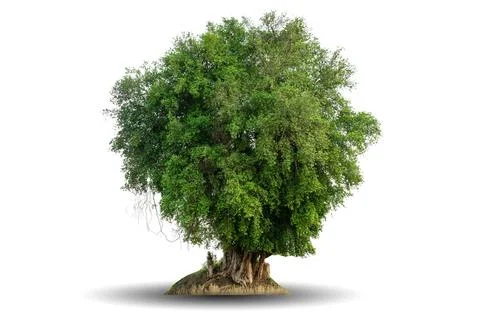 Single big tree isolated on white background Stock Photos