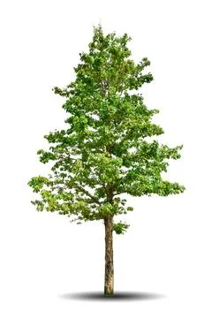 Single big tree isolated on white background Stock Photos