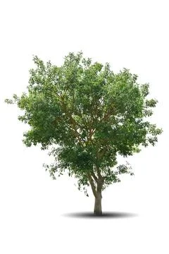 Single big tree isolated on white background Foto stock