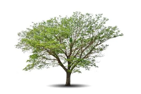 Single big tree isolated on white background Stock Photos