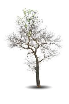 Single big tree isolated on white background Stock Photos