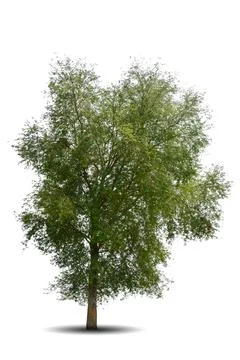 Single big tree isolated on white background Stock Photos