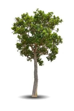 Single big tree isolated on white background Stock Photos