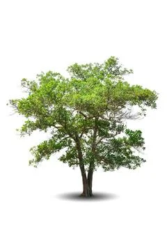 Single big tree isolated on white background Stock Photos
