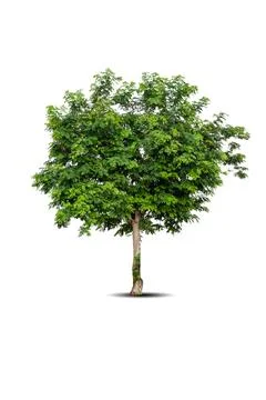 Single big tree isolated on white background Stock Photos