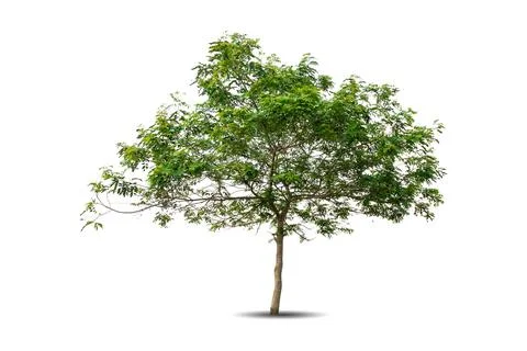 Single big tree isolated on white background Stock Photos