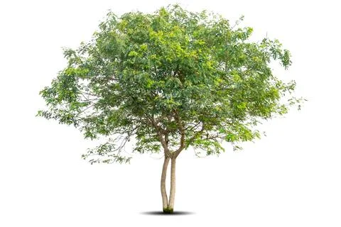 Single big tree isolated on white background Stock Photos